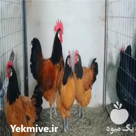 فروش تخم نطفه دار مرغ ورووک و لاری در تبریز در گروه انواع تخم ها - مرغ بوقلمون پرنده عمده کشاورزی در یکمیوه -عکس1
