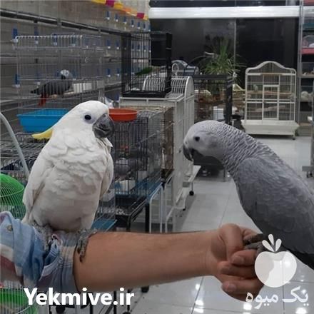 فروش تخم نطفه دار عروس هلندی و کاسکو در تبریز در گروه انواع تخم ها - مرغ بوقلمون پرنده عمده کشاورزی در یکمیوه -عکس1