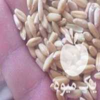 فروش خوراک دام طیور ذرت سویا کاه یونجه سبوس در اصفهان در گروه خوراک دام و طیور - پرواری شیری علوفه یونجه در یکمیوه