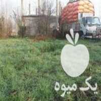 فروش عمده علوفه و خوراک دام یوسفی در لنگرود در گروه خوراک دام و طیور - پرواری شیری علوفه یونجه در یکمیوه