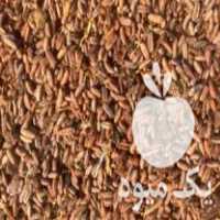 فروش هسته خرما خالص تناژ بالا در بهارستان در گروه خرید فروش عمده خرما - کبکاب تازه زاهدی خشک خارک در یکمیوه