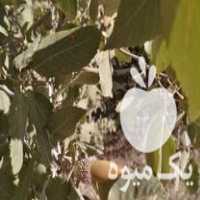 فروش خوراک دام بلوط عمده هر جاه باشه میارم تحویل میدم در لردگان در گروه خوراک دام و طیور - پرواری شیری علوفه یونجه در یکمیوه