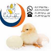 فروش جوجه تخم گذار سابین تجارت در تهران در گروه مرغ و خروس و بوقلمون و اردک قو قاز در یکمیوه