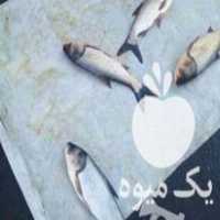 فروش ماهی دریایی و پرورشی در تهران در گروه ماهی قزل آلا - سالمون خال قرمز خرید و فروش دریا پرورشی در یکمیوه