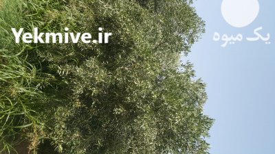 زیتون کنسروی در آب بر در گروه خرید فروش عمده زیتون - سبز سیاه بندری پاکستانی طارم در یکمیوه -عکس1