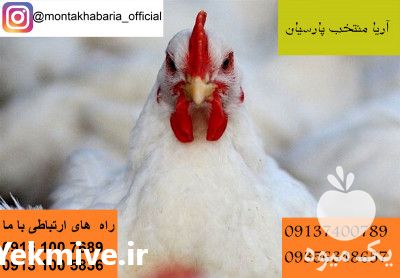 فروش مرغ لگهورن صنعتی در تهران در گروه مرغ و خروس و بوقلمون و اردک قو قاز در یکمیوه -عکس1