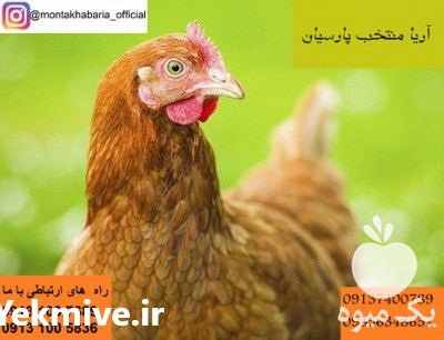 فروش مرغ لوهمن تخمگذار در تهران در گروه مرغ و خروس و بوقلمون و اردک قو قاز در یکمیوه -عکس1