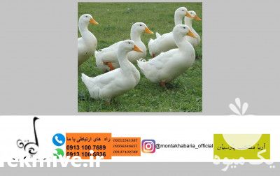 فروش اردک پکنی سفید گوشتی در تهران در گروه مرغ و خروس و بوقلمون و اردک قو قاز در یکمیوه -عکس1