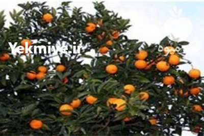 فروش پرتقال درجه 1 در بابل  در گروه خرید فروش عمده پرتقال - پرتقال رسمی تامسون خونی جنوب در یکمیوه -عکس1