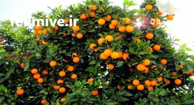 فروش پرتقال درجه 1 در بابل  در گروه خرید فروش عمده پرتقال - پرتقال رسمی تامسون خونی جنوب در یکمیوه -عکس2