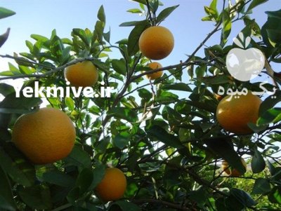 فروش پرتقال درجه 1 در بابل  در گروه خرید فروش عمده پرتقال - پرتقال رسمی تامسون خونی جنوب در یکمیوه -عکس3