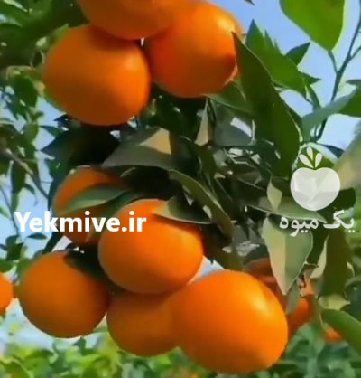 نهال زردآلو شلیل هلو آلوچه مهدیزاده در کیلان در گروه خرید فروش نهال - انواع گردو پسته بادام سلطانی انگور در یکمیوه -عکس4