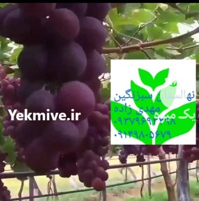 خرید نهال گلابی در طالقان  در گروه خرید فروش نهال - انواع گردو پسته بادام سلطانی انگور در یکمیوه -عکس4