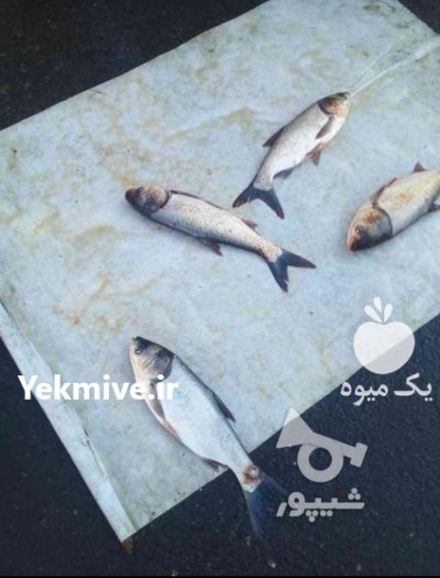 فروش انواع ماهی شمال پاک کرده در ساری در گروه انواع ماهی - سالمون شیر کپور قرمز شوریده سفید گوپی مرکب در یکمیوه -عکس2