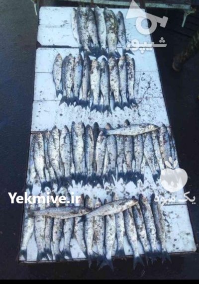 فروش انواع ماهی شمال پاک کرده در ساری در گروه انواع ماهی - سالمون شیر کپور قرمز شوریده سفید گوپی مرکب در یکمیوه -عکس3