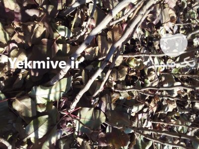 تولیدکننده نهال پسته 1 ساله 2 ساله در مهریز در گروه خرید فروش نهال - انواع گردو پسته بادام سلطانی انگور در یکمیوه -عکس1