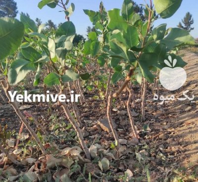 تولیدکننده نهال پسته 1 ساله 2 ساله در مهریز در گروه خرید فروش نهال - انواع گردو پسته بادام سلطانی انگور در یکمیوه -عکس2