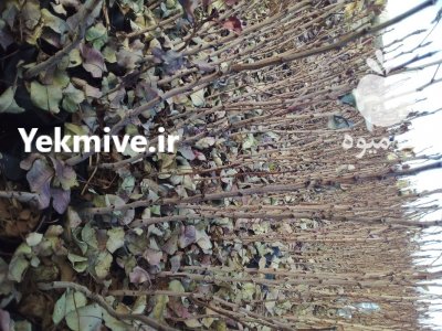 تولیدکننده نهال پسته 1 ساله 2 ساله در مهریز در گروه خرید فروش نهال - انواع گردو پسته بادام سلطانی انگور در یکمیوه -عکس3