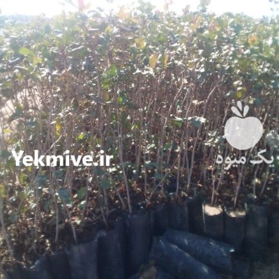 تولیدکننده نهال پسته 1 ساله 2 ساله در مهریز در گروه خرید فروش نهال - انواع گردو پسته بادام سلطانی انگور در یکمیوه -عکس4