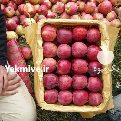 فروش سیب قرمز و سفید در میاندوآب در گروه خرید فروش عمده سیب - زرد و قرمز گلاب پاییزه در یکمیوه -عکس4