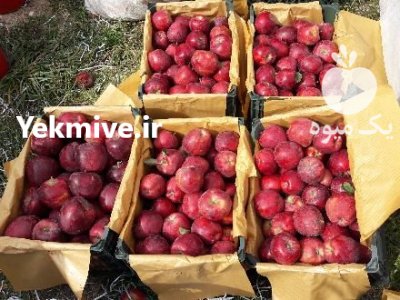 فروش سیب قرمز و سفید در میاندوآب در گروه خرید فروش عمده سیب - زرد و قرمز گلاب پاییزه در یکمیوه -عکس3