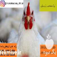 فروش مرغ لگهورن صنعتی در تهران در گروه مرغ و خروس و بوقلمون و اردک قو قاز در یکمیوه