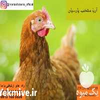 فروش مرغ لوهمن تخمگذار در تهران در گروه مرغ و خروس و بوقلمون و اردک قو قاز در یکمیوه