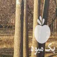 فروش یه بیشه سفید چوب در تویسرکان در گروه خرید فروش عمده چوب- زغال چوب گردو تبریزی خام در یکمیوه