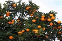 فروش پرتقال درجه 1 در بابل  در گروه خرید فروش عمده پرتقال - پرتقال رسمی تامسون خونی جنوب در یکمیوه