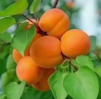 نهال زردآلو شلیل هلو آلوچه مهدیزاده در کیلان
