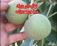 فروش نهال گردو ژنوتیپ اصل در ایلام در گروه خرید فروش نهال - انواع گردو پسته بادام سلطانی انگور در یکمیوه