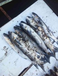 فروش انواع ماهی شمال پاک کرده در ساری در گروه انواع ماهی - سالمون شیر کپور قرمز شوریده سفید گوپی مرکب در یکمیوه