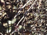 تولیدکننده نهال پسته 1 ساله 2 ساله در مهریز در گروه خرید فروش نهال - انواع گردو پسته بادام سلطانی انگور در یکمیوه