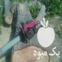 خرید و فروش همه نوع چوب درخت خیس و خشک در ابهر در گروه خرید فروش عمده چوب- زغال چوب گردو تبریزی خام در یکمیوه