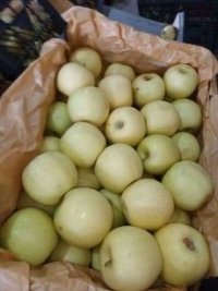 فروش سیب قرمز و سفید در میاندوآب در گروه خرید فروش عمده سیب - زرد و قرمز گلاب پاییزه در یکمیوه