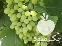 فروش نهال انگور و انار در اصفهان در گروه خرید فروش نهال - انواع گردو پسته بادام سلطانی انگور در یکمیوه -عکس1