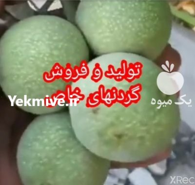 گردوژنوتیپ دیرگل ممتاز مهدیزاده در میانه در گروه خرید فروش نهال - انواع گردو پسته بادام سلطانی انگور در یکمیوه -عکس1