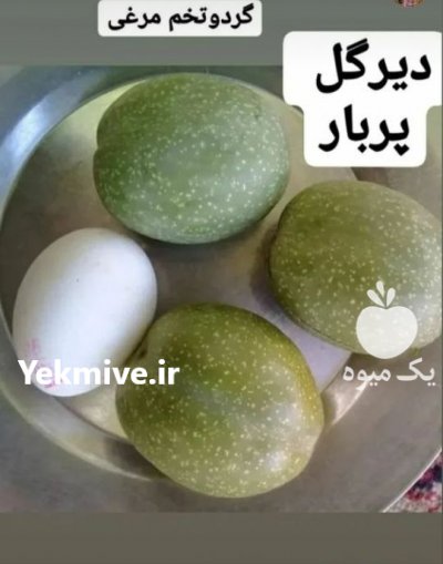 گردوژنوتیپ دیرگل ممتاز مهدیزاده در میانه در گروه خرید فروش نهال - انواع گردو پسته بادام سلطانی انگور در یکمیوه -عکس2