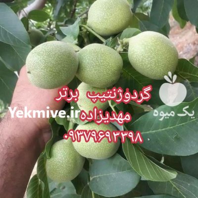 گردوژنوتیپ دیرگل ممتاز مهدیزاده در میانه در گروه خرید فروش نهال - انواع گردو پسته بادام سلطانی انگور در یکمیوه -عکس3