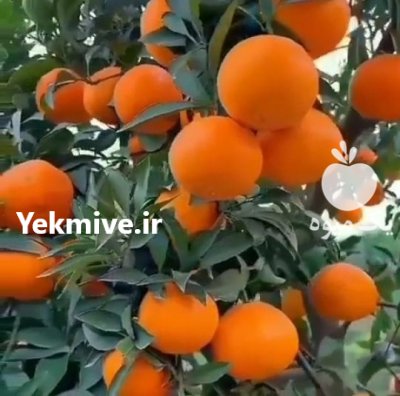 نهال (زردآلو)گلا بی گیلاس آلو در بوکان در گروه خرید فروش نهال - انواع گردو پسته بادام سلطانی انگور در یکمیوه -عکس2