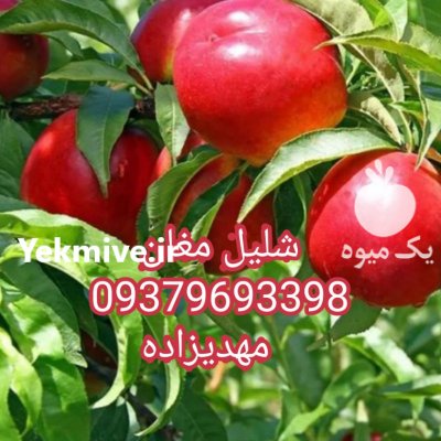 نهال (زردآلو)گلا بی گیلاس آلو در بوکان در گروه خرید فروش نهال - انواع گردو پسته بادام سلطانی انگور در یکمیوه -عکس3