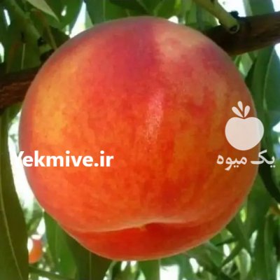 نهال (زردآلو)گلا بی گیلاس آلو در بوکان در گروه خرید فروش نهال - انواع گردو پسته بادام سلطانی انگور در یکمیوه -عکس4