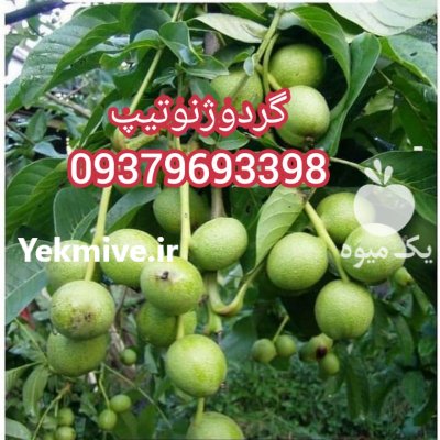 نهال گردو جمال ژنوتیپ خوشه ای در ترکمانچای در گروه خرید فروش نهال - انواع گردو پسته بادام سلطانی انگور در یکمیوه -عکس4