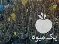 فروش انواع نهال میوه گلدان در خان ببین در گروه خرید فروش نهال - انواع گردو پسته بادام سلطانی انگور در یکمیوه -عکس1