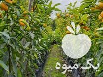 فروش نهال کامکوات در تنکابن در گروه خرید فروش نهال - انواع گردو پسته بادام سلطانی انگور در یکمیوه -عکس1