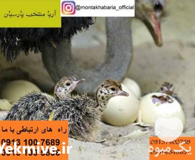 فروش شترمرغ گردن آبی مناسب پروار در هرمز در گروه مرغ و خروس و بوقلمون و اردک قو قاز در یکمیوه -عکس1
