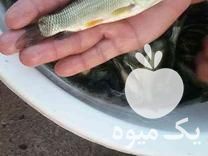 فروش عمده بچه ماهی ارسال به تمام ایران در اهواز در گروه انواع ماهی - سالمون شیر کپور قرمز شوریده سفید گوپی مرکب در یکمیوه -عکس1