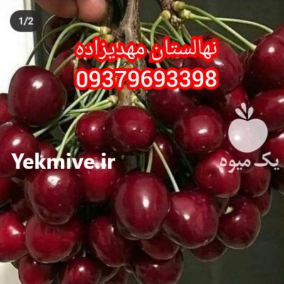 نهال زردآلو گلابی گیلاس هلو در مراغه در گروه خرید فروش نهال - انواع گردو پسته بادام سلطانی انگور در یکمیوه -عکس4