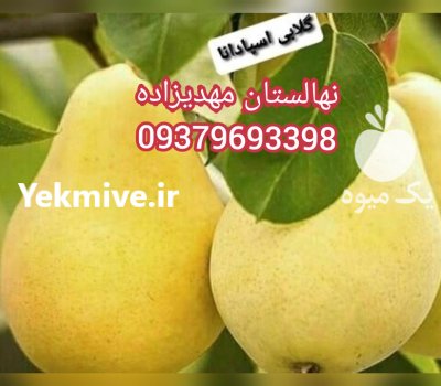 نهال زردآلو گلابی مهدیزاده در خرمدره در گروه خرید فروش نهال - انواع گردو پسته بادام سلطانی انگور در یکمیوه -عکس1