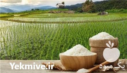 فروش انواع برنج ایرانی در گیلان در گروه خرید فروش عمده برنج - نیم دانه عنبر بو هاشمی کاظمی هندی پاکستانی در یکمیوه -عکس1